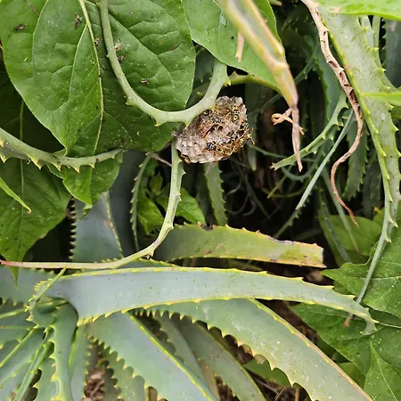 A Casa Di Titti - Goelba